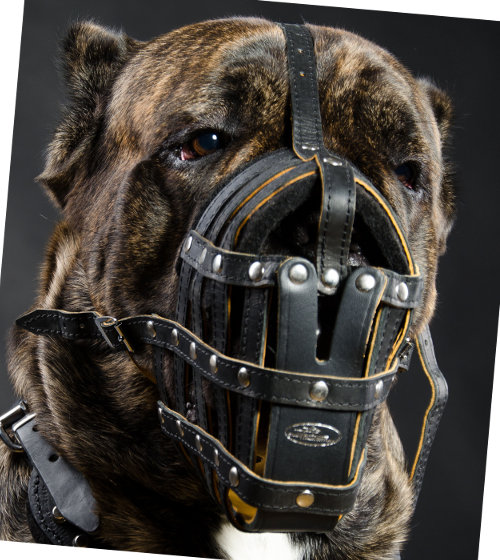 Cane-Corso-Maulkorb-Leder-Design_LRG.jpg