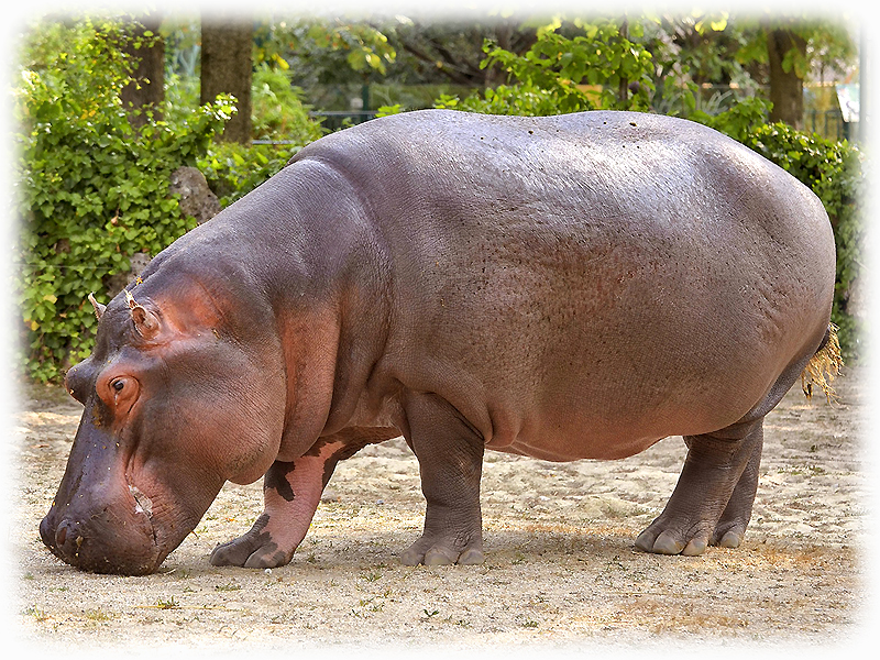 Nilpferd.jpg