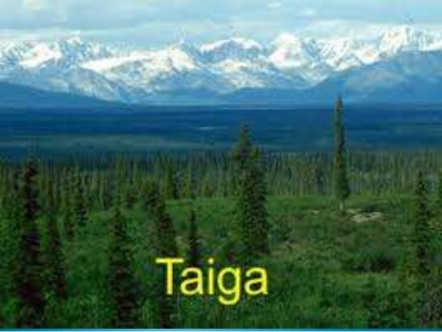 taiga-1-638.jpg