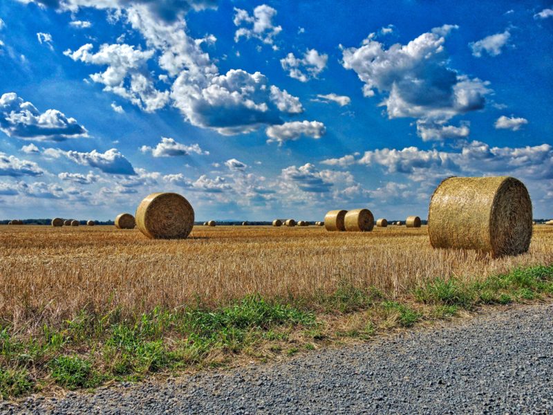 Rodgau-Field-01-800x600.jpg