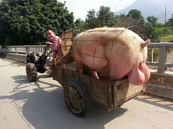 schweine-eier-670x502.jpg