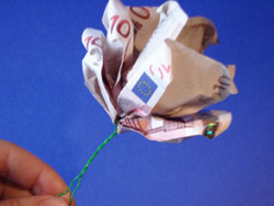 geld-rose-14.jpg