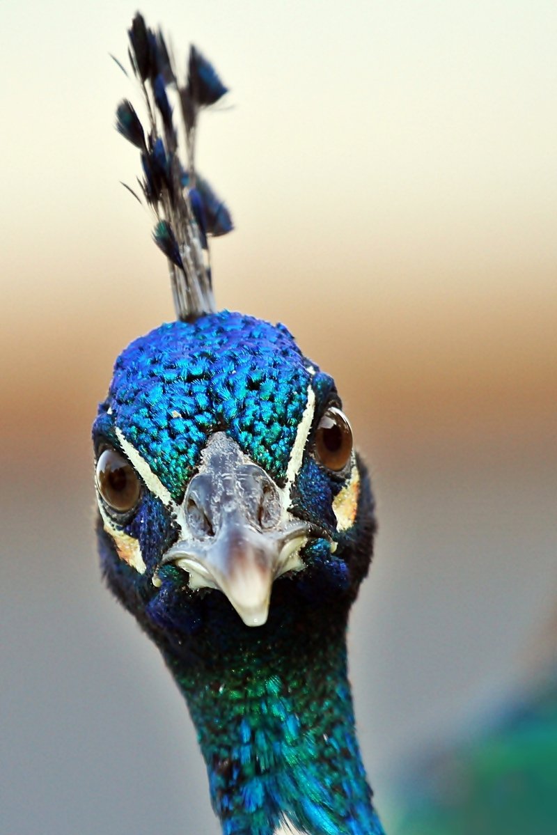 angry-peacock-1334542.jpg