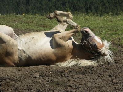 pferd.jpg
