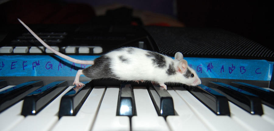 mouse_piano_by_piromire.jpg