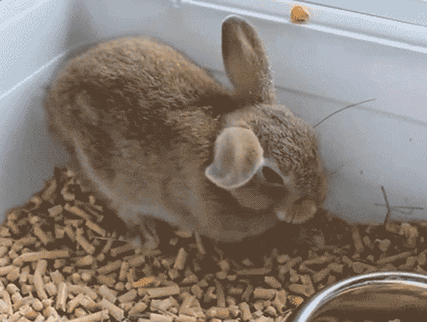 cute-bunny-gif-11.gif