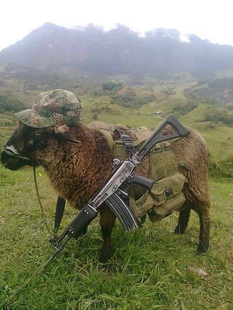 sheep-uwa-threat.jpg