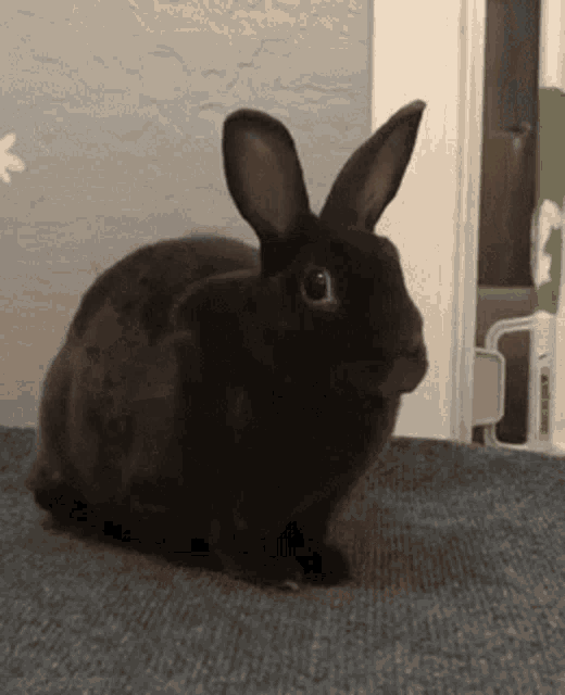rabbit-bunny.gif